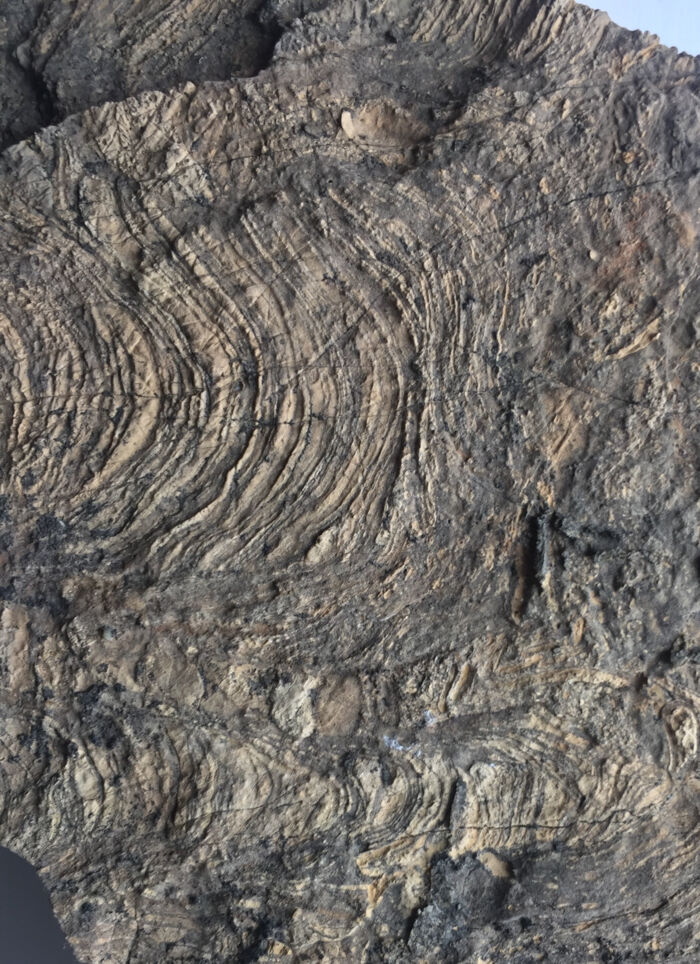 Buerne på klippestykket er formet af bakteriemåtter kaldet stromatolitter, som man også håber at finde på Mars. Foto: Minik Rosing/Globe Institute, Københavns Universitet