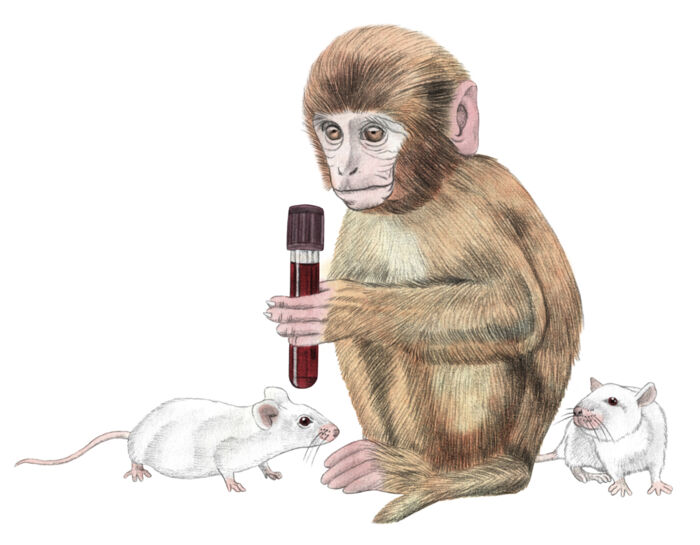 Den nye vaccine er udviklet gennem en stribe forsøg med mus og aber. Illustration: Sine Jensen