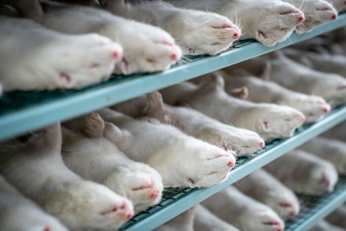 De danske minkavleres erstatning er baseret på unaturligt høj priser for minkskind. Foto: Mads Claus Rasmussen, Scanpix.