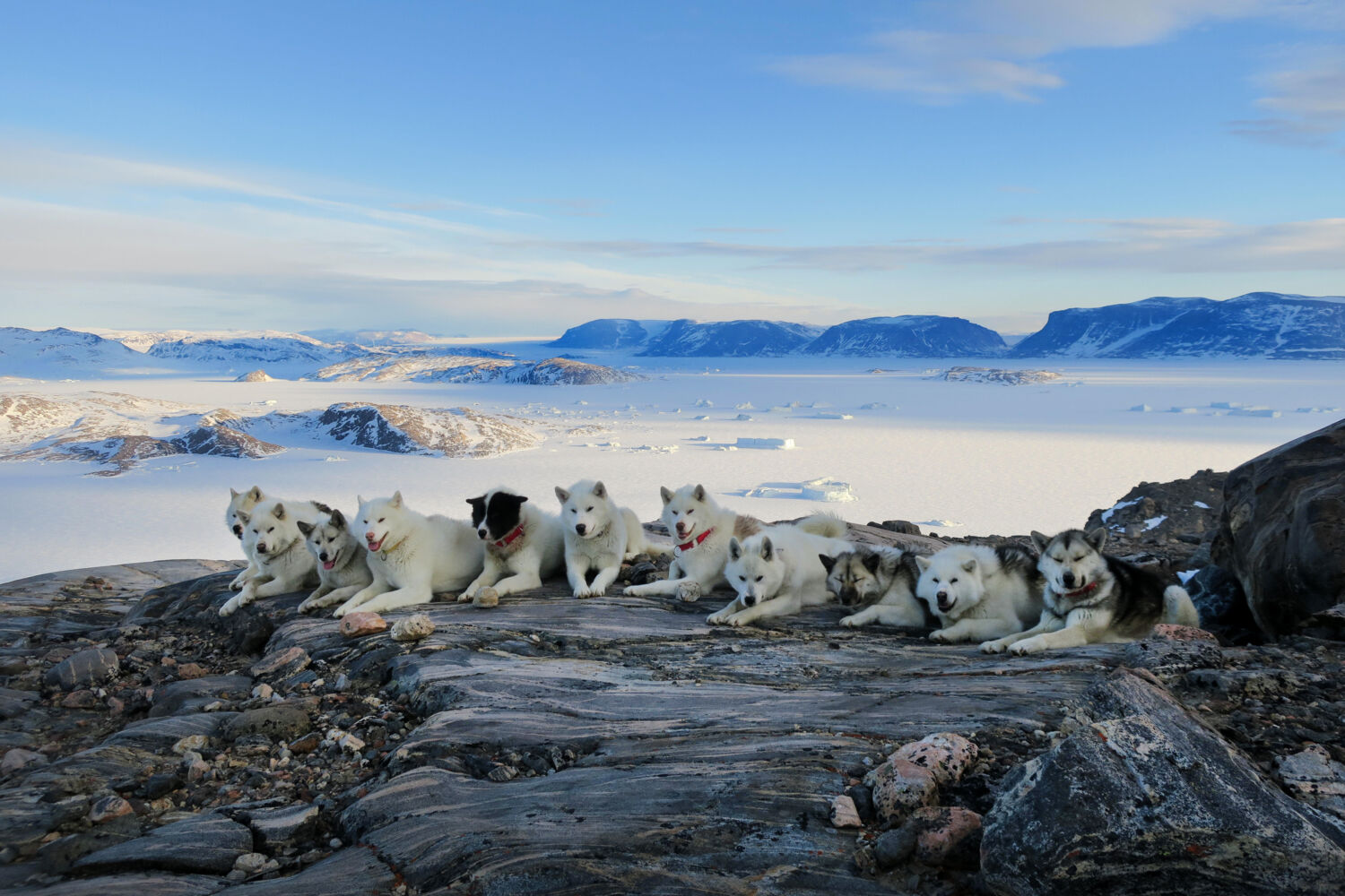 »Det sværeste var at sige farvel til dem,« fortæller Frederik Oxlund om de 11 slædehunde.