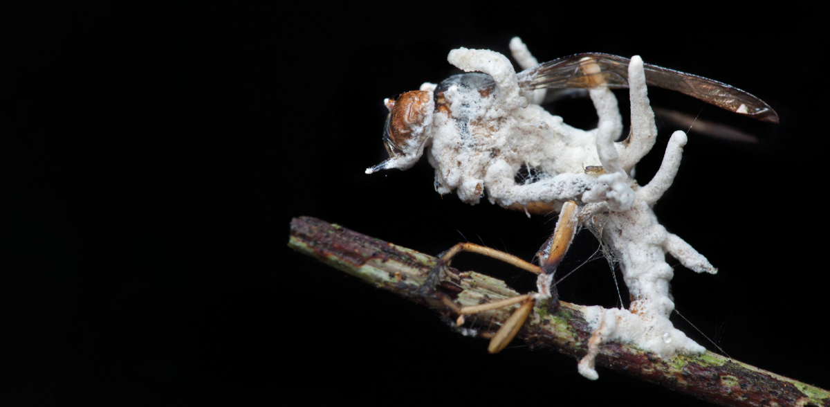 <p>Svampen Cordyceps er ikke opfundet af HBO, men findes faktisk og udgør en hel slægt med 600 arter, der typisk inficerer insekter. Foto: Science Photo Library, Scanpix</p> Foto: 